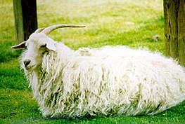 Steiff Luxurious Materials - Schulte Mohair - Angora Goat